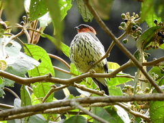 Ampelion rufaxilla