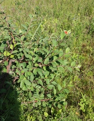 Cotoneaster melanocarpus
