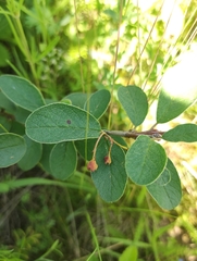 Cotoneaster melanocarpus