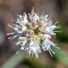 Allium ericetorum