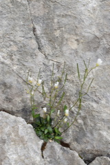 Arabis pumila