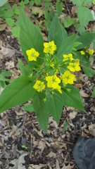 Lysimachia ciliata