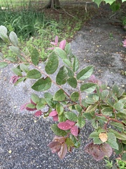 Loropetalum chinense
