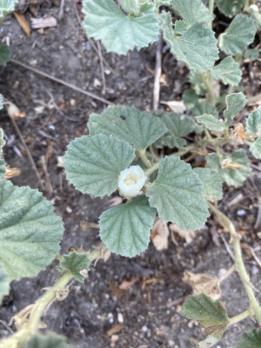 iNaturalist observation photo of alkali mallow