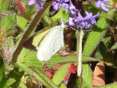 Eurema daira