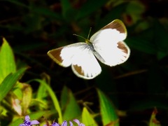 Eurema daira