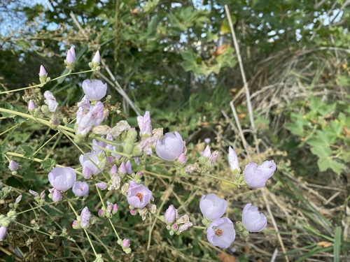iNaturalist observation photo of southern coastal bushmallow