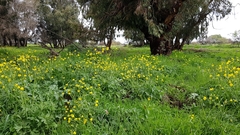 Ranunculus millefolius