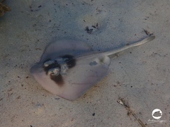 Trygonoptera personata