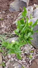 Arum hygrophilum