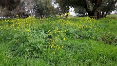 Ranunculus millefolius