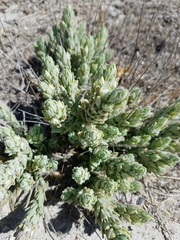 Chloropyron palmatum