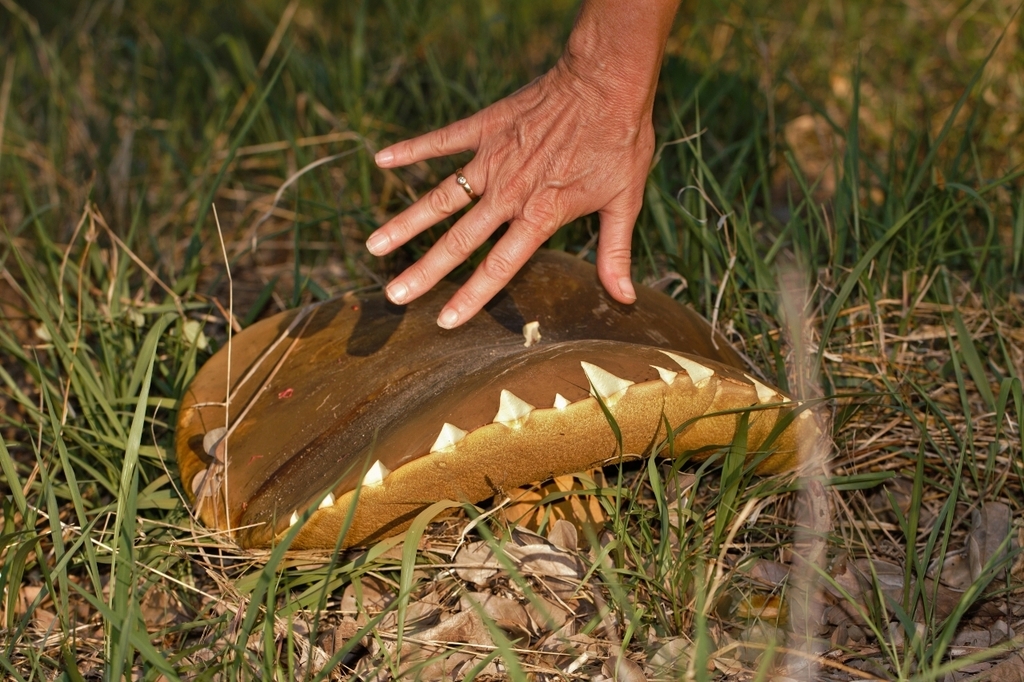 Phlebopus colossus