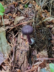 Entoloma violaceum
