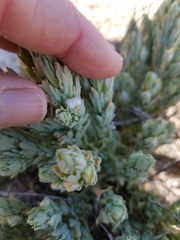 Chloropyron palmatum