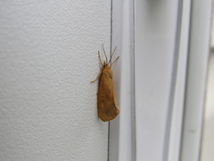 Virbia opella