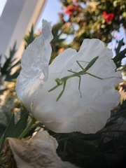 Stagmomantis californica