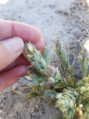 Chloropyron palmatum