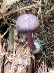 Entoloma violaceum