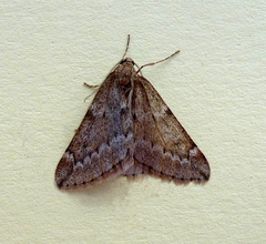 Alsophila aescularia