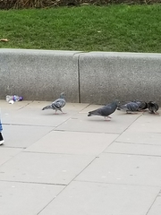 Columba livia domestica
