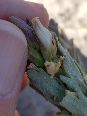 Chloropyron palmatum