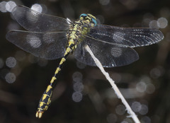 Ophiogomphus