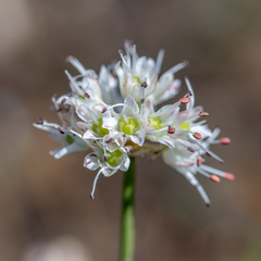 Allium ericetorum