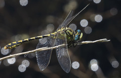 Ophiogomphus