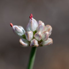Allium ericetorum