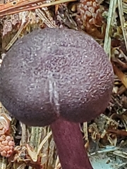 Entoloma violaceum