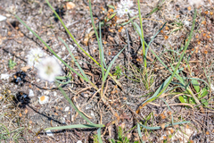 Allium ericetorum