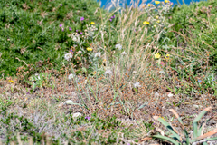 Allium ericetorum