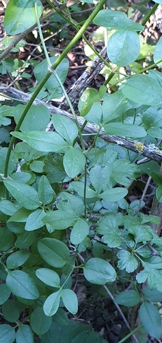 Clematis flammula image