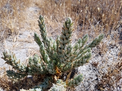 Chloropyron palmatum