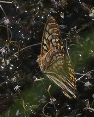 Speyeria hesperis