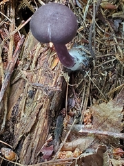 Entoloma violaceum