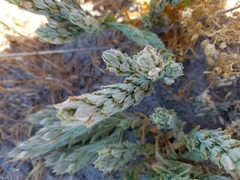 Chloropyron palmatum