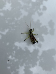 Dendrotettix quercus