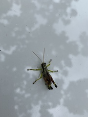 Dendrotettix quercus