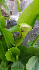 Arum hygrophilum