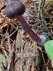 Entoloma violaceum