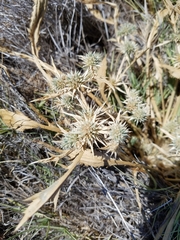 Eryngium aristulatum
