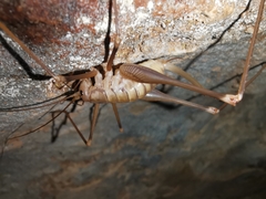 Dolichopoda azami