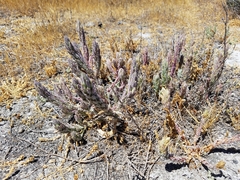 Chloropyron palmatum