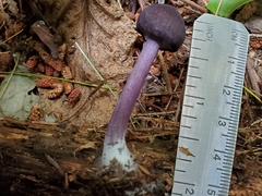 Entoloma violaceum