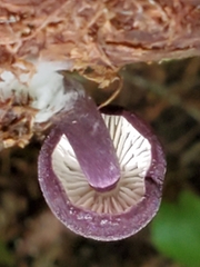 Entoloma violaceum