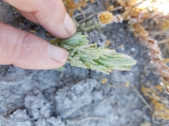 Chloropyron palmatum