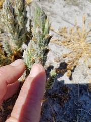 Chloropyron palmatum