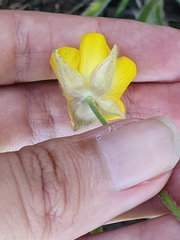 Ranunculus macrophyllus